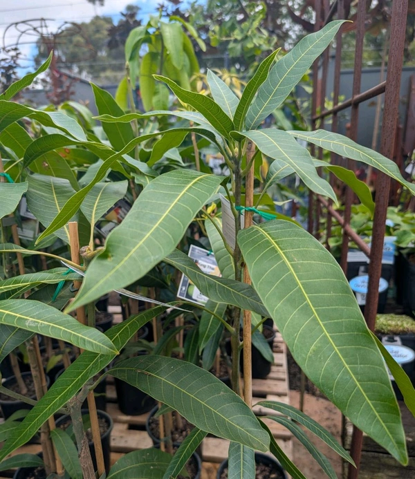 King Of Chakapat Mango Plant Grafted (কিং অফ চাকাপাত আম গাছ) - Red, MATURE 2-5 Feet Height