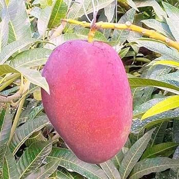 American Red Palmer MANGO PLANT Grafted  - 4/6 Feet Plant