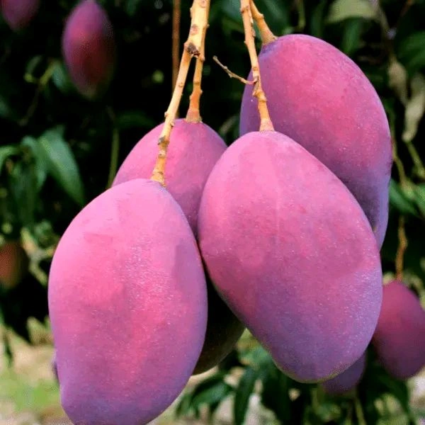 American Red Palmer MANGO PLANT Grafted  - 4/6 Feet Plant