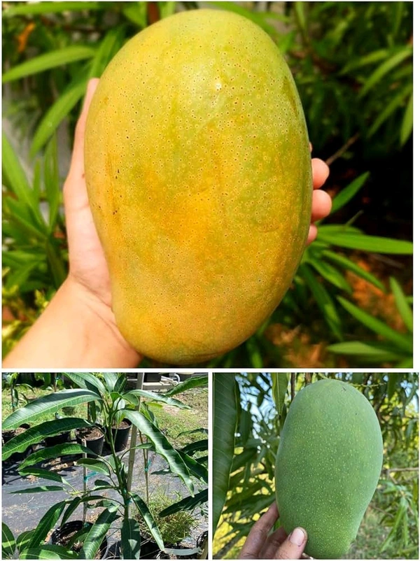 Mallika Mango Mature Plant Grafted (মল্লিকা আম গাছ) এটি একটি অতুলনীয় স্বাদের  আমগাছ ,আমের সাইজ খুব ভালো কিন্তু এই আমটি কাঁচা অবস্থায় একটু টক হয় কিন্তু পাকলে অসাধারণ অতুলনীয় স্বাদের মিষ্টি হয়। - 3/7feet Plant