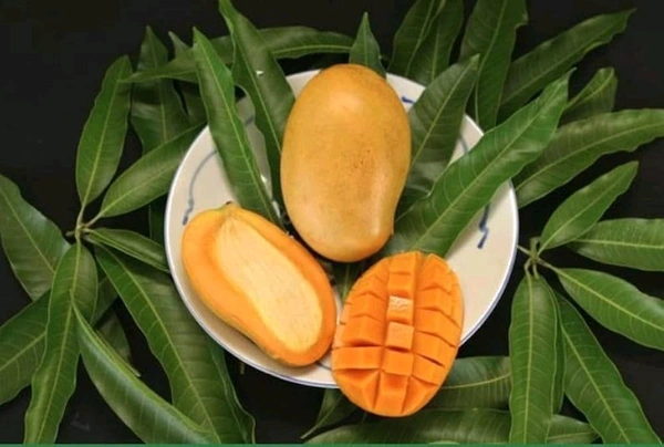 Mallika Mango Mature Plant Grafted (মল্লিকা আম গাছ) এটি একটি অতুলনীয় স্বাদের  আমগাছ ,আমের সাইজ খুব ভালো কিন্তু এই আমটি কাঁচা অবস্থায় একটু টক হয় কিন্তু পাকলে অসাধারণ অতুলনীয় স্বাদের মিষ্টি হয়। - 3/7feet Plant