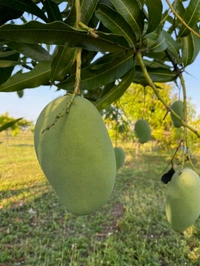 Mallika Mango Mature Plant Grafted (মল্লিকা আম গাছ) এটি একটি অতুলনীয় স্বাদের  আমগাছ ,আমের সাইজ খুব ভালো কিন্তু এই আমটি কাঁচা অবস্থায় একটু টক হয় কিন্তু পাকলে অসাধারণ অতুলনীয় স্বাদের মিষ্টি হয়। - 3/7feet Plant