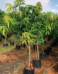 Mallika Mango Mature Plant Grafted (মল্লিকা আম গাছ) এটি একটি অতুলনীয় স্বাদের  আমগাছ ,আমের সাইজ খুব ভালো কিন্তু এই আমটি কাঁচা অবস্থায় একটু টক হয় কিন্তু পাকলে অসাধারণ অতুলনীয় স্বাদের মিষ্টি হয়। - 3/7feet Plant