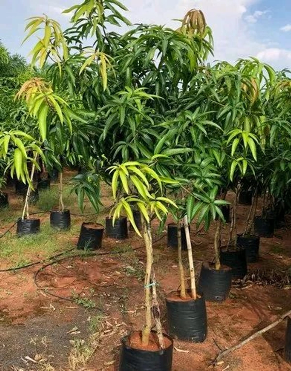 Mallika Mango Mature Plant Grafted (মল্লিকা আম গাছ) এটি একটি অতুলনীয় স্বাদের  আমগাছ ,আমের সাইজ খুব ভালো কিন্তু এই আমটি কাঁচা অবস্থায় একটু টক হয় কিন্তু পাকলে অসাধারণ অতুলনীয় স্বাদের মিষ্টি হয়। - 3/7feet Plant