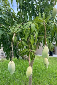 Mallika Mango Mature Plant Grafted (মল্লিকা আম গাছ) এটি একটি অতুলনীয় স্বাদের  আমগাছ ,আমের সাইজ খুব ভালো কিন্তু এই আমটি কাঁচা অবস্থায় একটু টক হয় কিন্তু পাকলে অসাধারণ অতুলনীয় স্বাদের মিষ্টি হয়। - 3/7feet Plant