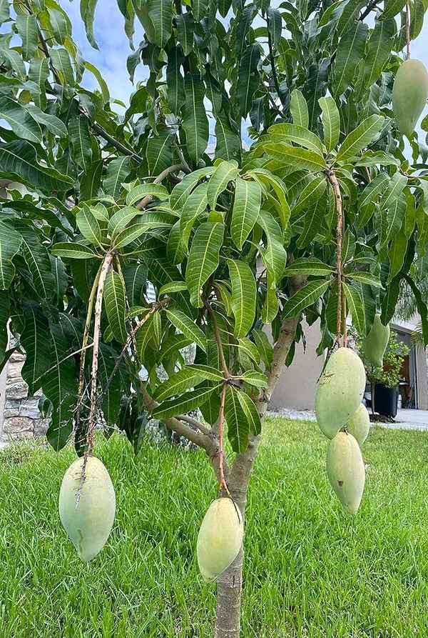 Mallika Mango Mature Plant Grafted (মল্লিকা আম গাছ) এটি একটি অতুলনীয় স্বাদের  আমগাছ ,আমের সাইজ খুব ভালো কিন্তু এই আমটি কাঁচা অবস্থায় একটু টক হয় কিন্তু পাকলে অসাধারণ অতুলনীয় স্বাদের মিষ্টি হয়। - 3/7feet Plant