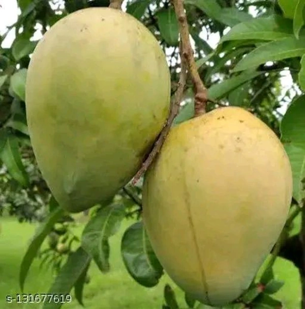 Himsagar Mango Plant Mature Grafted ( হিমসাগর আমগাছ) এটি পশ্চিমবাংলার একটি খুব বিখ্যাত প্রজাতির আম গাছ, স্বাদে ও গন্ধ  তুলনীয় এবং এটি প্রচুর পরিমাণে বিয়ারিং ক্ষমতা আছে এটি ছাদ বাগানের থেকে মাটিতে লাগালে সবথেকে বেশি ফলন পাওয়া যেতে পারে - 2-8 ফুট এর আমগাছ পাওয় যাবে
