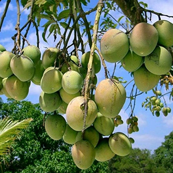 Himsagar Mango Plant Mature Grafted ( হিমসাগর আমগাছ) এটি পশ্চিমবাংলার একটি খুব বিখ্যাত প্রজাতির আম গাছ, স্বাদে ও গন্ধ  তুলনীয় এবং এটি প্রচুর পরিমাণে বিয়ারিং ক্ষমতা আছে এটি ছাদ বাগানের থেকে মাটিতে লাগালে সবথেকে বেশি ফলন পাওয়া যেতে পারে - 2-8 ফুট এর আমগাছ পাওয় যাবে