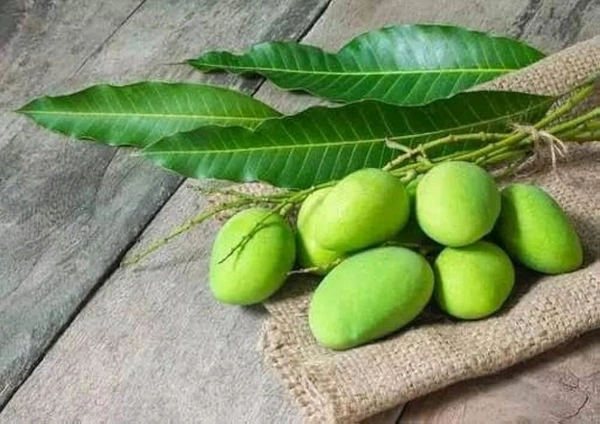 Kancha Mitha Mango Plant Grafted (পশ্চিমবাংলার বিখ্যাত কাঁচা মিঠা আম) - ২ ফুট থেকে ৭ ফুট পর্যন্ত হবে
