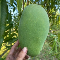 Kancha Mitha Mango Plant Grafted (পশ্চিমবাংলার বিখ্যাত কাঁচা মিঠা আম) - MATURE 2-5 Feet Height