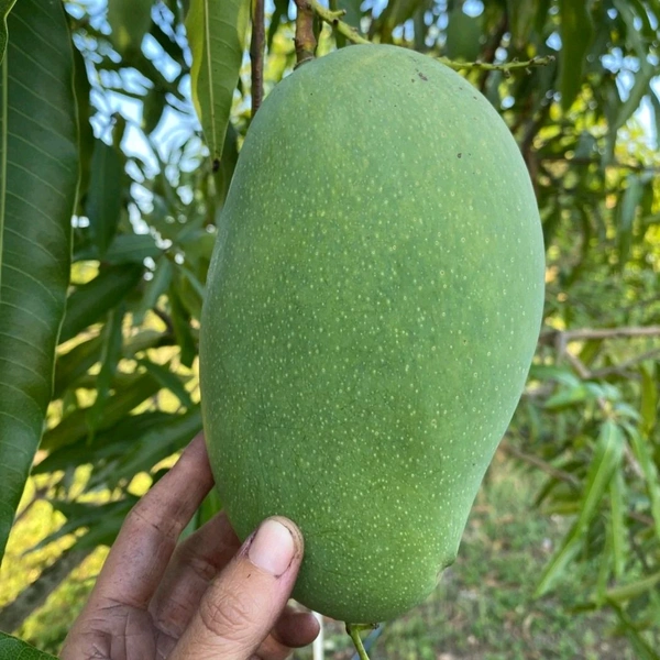 Kancha Mitha Mango Plant Grafted (পশ্চিমবাংলার বিখ্যাত কাঁচা মিঠা আম) - MATURE 2-5 Feet Height