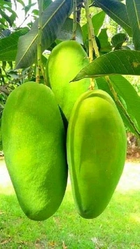 Kancha Mitha Mango Plant Grafted (পশ্চিমবাংলার বিখ্যাত কাঁচা মিঠা আম) - MATURE 2-5 Feet Height