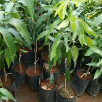 Kancha Mitha Mango Plant Grafted (পশ্চিমবাংলার বিখ্যাত কাঁচা মিঠা আম) - ২ ফুট থেকে ৭ ফুট পর্যন্ত হবে