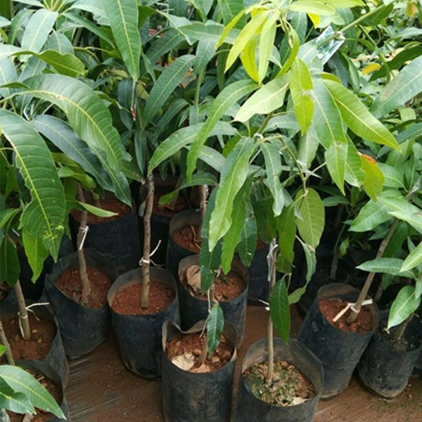 Kancha Mitha Mango Plant Grafted (পশ্চিমবাংলার বিখ্যাত কাঁচা মিঠা আম) - ২ ফুট থেকে ৭ ফুট পর্যন্ত হবে
