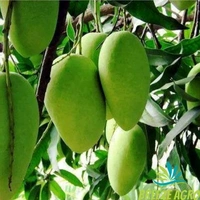 Kancha Mitha Mango Plant Grafted (পশ্চিমবাংলার বিখ্যাত কাঁচা মিঠা আম) - MATURE 2-5 Feet Height