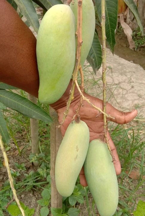 Banana Mango Mature Grafted Plant (Thailand Variety) থাইল্যান্ড ভ্যারাইটি ব্যানানা ম্যাংগো গাছ এটি আম খুব মিষ্টি হয় এবং এটি খুব লম্বা ধরনের আম হয়,আঁটি খুব পাতলা হয় এবং গাছগুলোর খুব পরিমাণে ফলন হয় - ২ থেকে ৭ ফুট পর্যন্ত লম্বা হবে