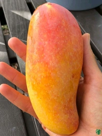 Banana Mango Mature Grafted Plant (Thailand Variety) থাইল্যান্ড ভ্যারাইটি ব্যানানা ম্যাংগো গাছ এটি আম খুব মিষ্টি হয় এবং এটি খুব লম্বা ধরনের আম হয়,আঁটি খুব পাতলা হয় এবং গাছগুলোর খুব পরিমাণে ফলন হয় - 2-7 Feet Height