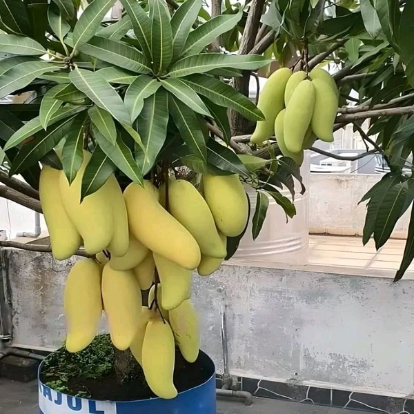 Banana Mango Mature Grafted Plant (Thailand Variety) থাইল্যান্ড ভ্যারাইটি ব্যানানা ম্যাংগো গাছ এটি আম খুব মিষ্টি হয় এবং এটি খুব লম্বা ধরনের আম হয়,আঁটি খুব পাতলা হয় এবং গাছগুলোর খুব পরিমাণে ফলন হয় - MATURE 2-5 Feet Height