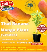 Banana Mango Mature Grafted Plant (Thailand Variety) থাইল্যান্ড ভ্যারাইটি ব্যানানা ম্যাংগো গাছ এটি আম খুব মিষ্টি হয় এবং এটি খুব লম্বা ধরনের আম হয়,আঁটি খুব পাতলা হয় এবং গাছগুলোর খুব পরিমাণে ফলন হয় - MATURE 2-5 Feet Height