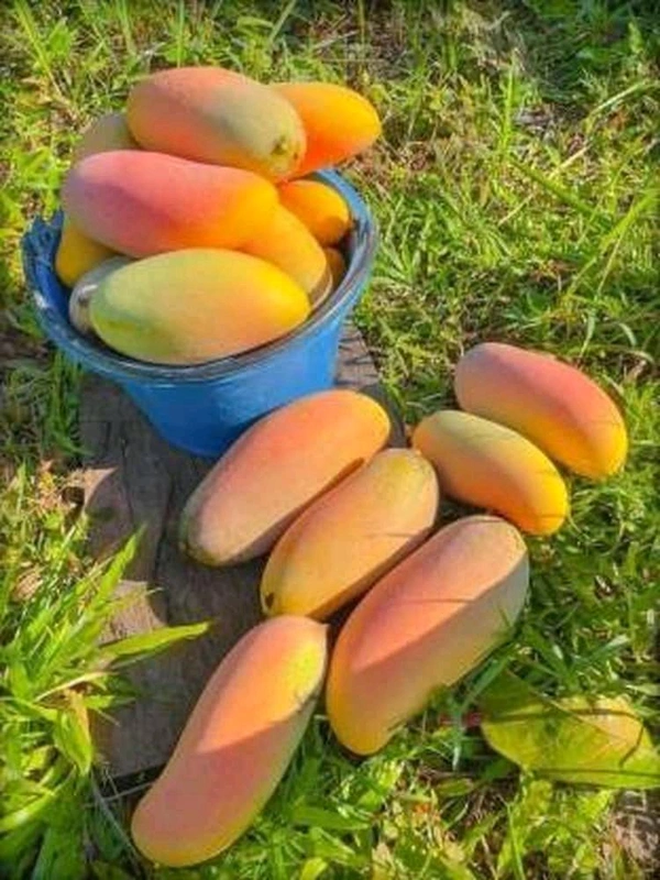 Banana Mango Mature Grafted Plant (Thailand Variety) থাইল্যান্ড ভ্যারাইটি ব্যানানা ম্যাংগো গাছ এটি আম খুব মিষ্টি হয় এবং এটি খুব লম্বা ধরনের আম হয়,আঁটি খুব পাতলা হয় এবং গাছগুলোর খুব পরিমাণে ফলন হয় - ২ থেকে ৭ ফুট পর্যন্ত লম্বা হবে