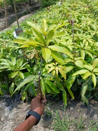 Banana Mango Mature Grafted Plant (Thailand Variety) থাইল্যান্ড ভ্যারাইটি ব্যানানা ম্যাংগো গাছ এটি আম খুব মিষ্টি হয় এবং এটি খুব লম্বা ধরনের আম হয়,আঁটি খুব পাতলা হয় এবং গাছগুলোর খুব পরিমাণে ফলন হয় - ২ থেকে ৭ ফুট পর্যন্ত লম্বা হবে