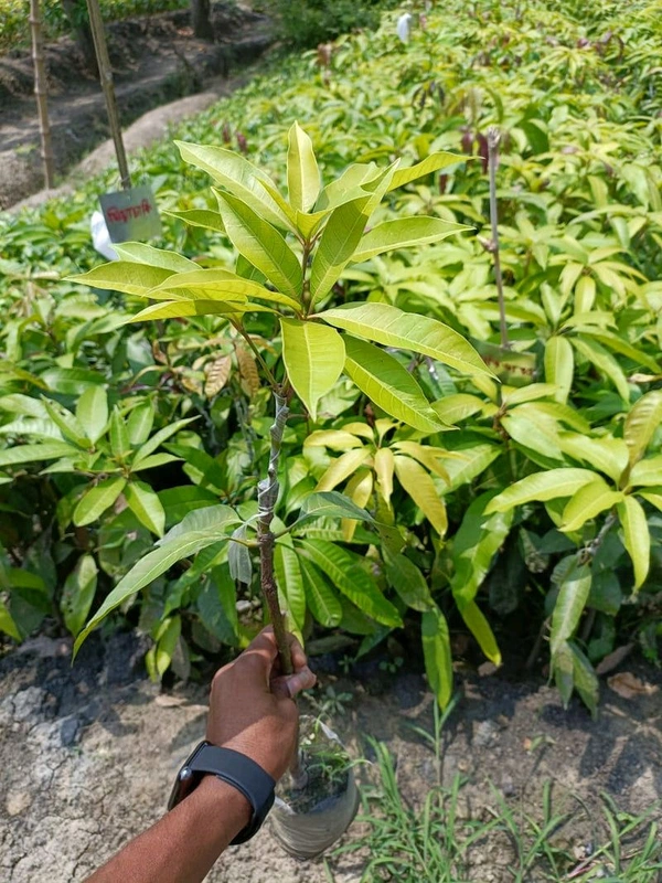 Banana Mango Mature Grafted Plant (Thailand Variety) থাইল্যান্ড ভ্যারাইটি ব্যানানা ম্যাংগো গাছ এটি আম খুব মিষ্টি হয় এবং এটি খুব লম্বা ধরনের আম হয়,আঁটি খুব পাতলা হয় এবং গাছগুলোর খুব পরিমাণে ফলন হয় - ২ থেকে ৭ ফুট পর্যন্ত লম্বা হবে