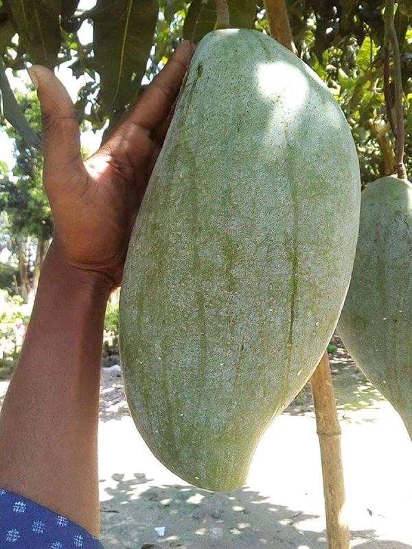 Brunai King Mango Plant Grafted ( এটি একটি বড় সাইজের আম হয় যেটির ওজন ৪ কিলো থেকে পাঁচ কিলো পর্যন্ত হতে পারে) - এটি ২ থেকে৭ ফুট পর্যন্ত হতে পারে
