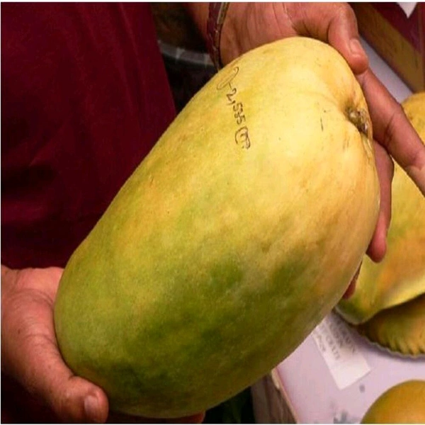 Brunai King Mango Plant Grafted ( এটি একটি বড় সাইজের আম হয় যেটির ওজন ৪ কিলো পর্যন্ত হতে পারে) - MATURE 2-5 Feet Height