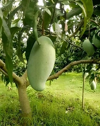 Brunai King Mango Plant Grafted ( এটি একটি বড় সাইজের আম হয় যেটির ওজন ৪ কিলো পর্যন্ত হতে পারে) - MATURE 2-5 Feet Height