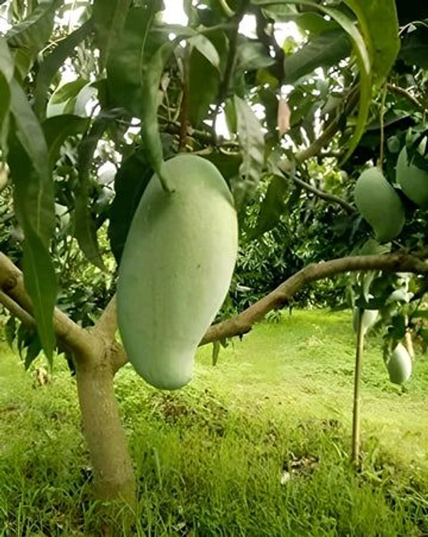 Brunai King Mango Plant Grafted ( এটি একটি বড় সাইজের আম হয় যেটির ওজন ৪ কিলো পর্যন্ত হতে পারে) - MATURE 2-5 Feet Height