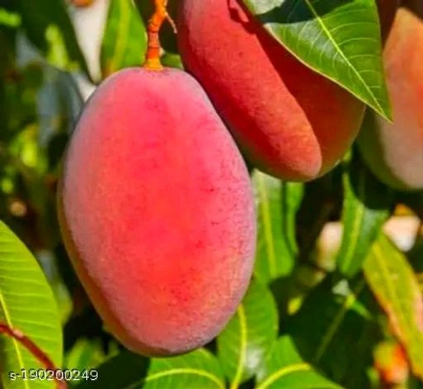 Gulab Khas Mango Plant Grafted(Less Fibre )(এটি পশ্চিম বাংলার একটি বিখ্যাত আম যেটির আঁশ খুবই কম হয় এবং এটি লাল হয় এবং খেতে খুবই সুস্বাদু) - তিন থেকে ছয় ফুট