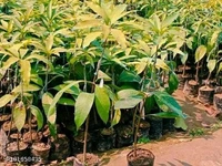 Gulab Khas Mango Plant Grafted(Less Fibre )(এটি পশ্চিম বাংলার একটি বিখ্যাত আম যেটির আঁশ খুবই কম হয় এবং এটি লাল হয় এবং খেতে খুবই সুস্বাদু) - তিন থেকে ছয় ফুট