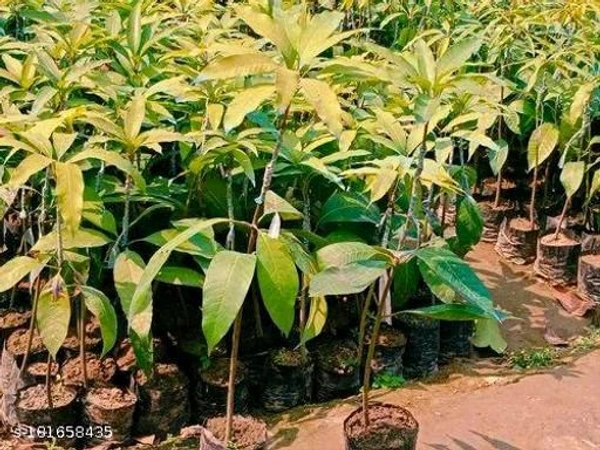 Gulab Khas Mango Plant Grafted(Less Fibre )(এটি পশ্চিম বাংলার একটি বিখ্যাত আম যেটির আঁশ খুবই কম হয় এবং এটি লাল হয় এবং খেতে খুবই সুস্বাদু) - তিন থেকে ছয় ফুট