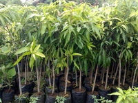 Gulab Khas Mango Plant Grafted(Less Fibre )(এটি পশ্চিম বাংলার একটি বিখ্যাত আম যেটির আঁশ খুবই কম হয় এবং এটি লাল হয় এবং খেতে খুবই সুস্বাদু) - তিন থেকে ছয় ফুট