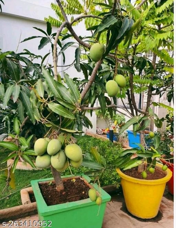 Bari 11 Mango Plant Grafted(Bangladeshi Variant) - তিন থেকে ছয় ফুট লম্বা হয়