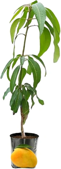 Bari 11 Mango Plant Grafted(Bangladeshi Variant) - তিন থেকে ছয় ফুট লম্বা হয়