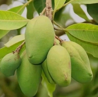 Bari 11 Mango Plant All Time Variety,Grafted(Bangladeshi Variant) - 3- 6 Feet