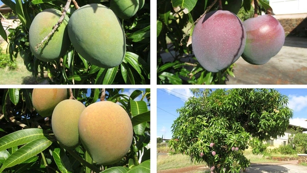 3 Multi Grafted Mango Plant ( Mango Variety - Katimon+Gourmoti+ Miazaki) এই মাল্টি গ্রাফ্টটি হল একটি গাছের তিনটি কলম করা হবে যার ফলে একই গাছে আপনি তিনটি ফলের স্বাদ নিতে পারবেন, - এখানে প্রতিটি গাছ ৪থেকে ৭ফুট হবে