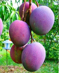 3 Multi Grafted Mango Plant ( Mango Variety - Katimon+Gourmoti+ Miazaki) এই মাল্টি গ্রাফ্টটি হল একটি গাছের তিনটি কলম করা হবে যার ফলে একই গাছে আপনি তিনটি ফলের স্বাদ নিতে পারবেন, - Every Plant Height 4-7 Feet