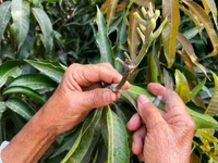 3 Multi Grafted Mango Plant ( Mango Variety - Katimon+Gourmoti+ Miazaki) এই মাল্টি গ্রাফ্টটি হল একটি গাছের তিনটি কলম করা হবে যার ফলে একই গাছে আপনি তিনটি ফলের স্বাদ নিতে পারবেন, - এখানে প্রতিটি গাছ ৪থেকে ৭ফুট হবে