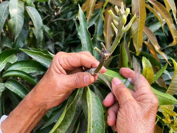 3 Multi Grafted Mango Plant ( Mango Variety - Katimon+Gourmoti+ Miazaki) এই মাল্টি গ্রাফ্টটি হল একটি গাছের তিনটি কলম করা হবে যার ফলে একই গাছে আপনি তিনটি ফলের স্বাদ নিতে পারবেন, - এখানে প্রতিটি গাছ ৪থেকে ৭ফুট হবে