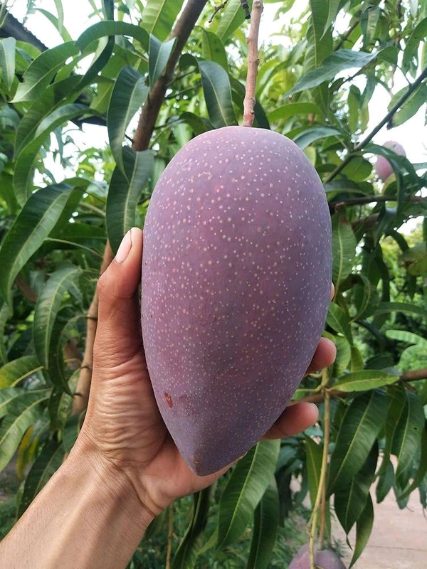 3 Multi Grafted Mango Plant ( Mango Variety - Katimon+Gourmoti+ Miazaki) এই মাল্টি গ্রাফ্টটি হল একটি গাছের তিনটি কলম করা হবে যার ফলে একই গাছে আপনি তিনটি ফলের স্বাদ নিতে পারবেন, - Every Plant Height 4-7 Feet