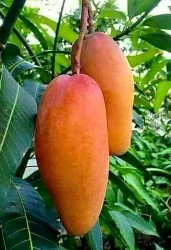 3 Multi Grafted Mango Plant ( Mango Variety - Katimon+Gourmoti+ Miazaki) এই মাল্টি গ্রাফ্টটি হল একটি গাছের তিনটি কলম করা হবে যার ফলে একই গাছে আপনি তিনটি ফলের স্বাদ নিতে পারবেন, - Every Plant Height 4-7 Feet