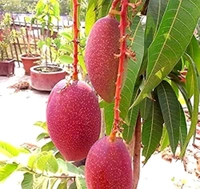 3 Multi Grafted Mango Plant ( Mango Variety - Katimon+Gourmoti+ Miazaki) এই মাল্টি গ্রাফ্টটি হল একটি গাছের তিনটি কলম করা হবে যার ফলে একই গাছে আপনি তিনটি ফলের স্বাদ নিতে পারবেন, - এখানে প্রতিটি গাছ ৪থেকে ৭ফুট হবে