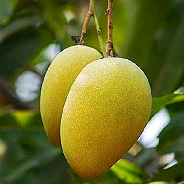 3 Multi Grafted Mango Plant ( Mango Variety - Katimon+Gourmoti+ Miazaki) এই মাল্টি গ্রাফ্টটি হল একটি গাছের তিনটি কলম করা হবে যার ফলে একই গাছে আপনি তিনটি ফলের স্বাদ নিতে পারবেন, - Every Plant Height 4-7 Feet