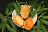 3 Multi Grafted Mango Plant ( Mango Variety - Katimon+Gourmoti+ Miazaki) এই মাল্টি গ্রাফ্টটি হল একটি গাছের তিনটি কলম করা হবে যার ফলে একই গাছে আপনি তিনটি ফলের স্বাদ নিতে পারবেন, - এখানে প্রতিটি গাছ ৪থেকে ৭ফুট হবে