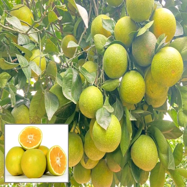 Indian Siki Musambi Plant Grafted ( Standard Plant) - 1.5-2 Feet Plant
