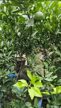 Indian Siki Musambi Plant Grafted ( Standard Plant) - 1.5-2 Feet Plant