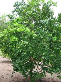 Indian Siki Musambi Plant Grafted ( Standard Plant) - 1.5-2 Feet Plant