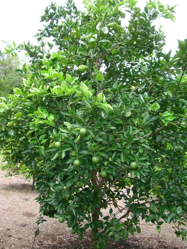 Indian Siki Musambi Plant Grafted ( Standard Plant) - 1.5-2 Feet Plant
